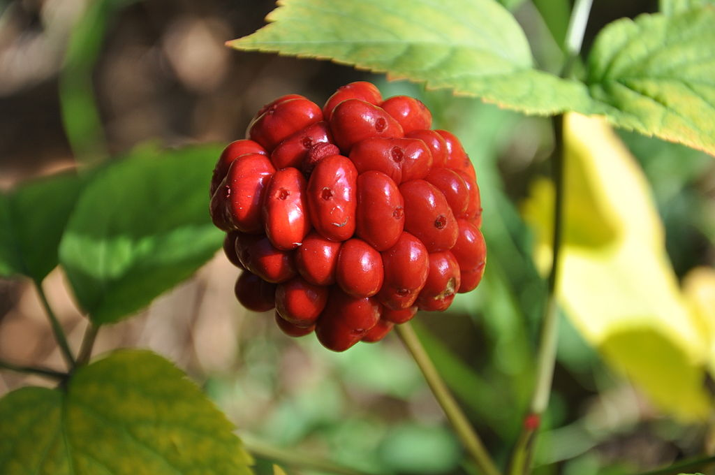 WHAT IS GINSENG BERRY?