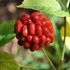 WHAT IS GINSENG BERRY?